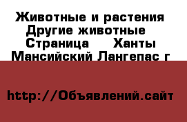 Животные и растения Другие животные - Страница 3 . Ханты-Мансийский,Лангепас г.